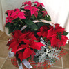 poinsettia-basket.jpg